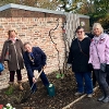 Peace Rose Planted at Ayscoughfee to Commemorate WW1 Centenary