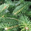 South Holland District Council Offer Christmas Tree Recycling Service