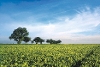 Local field landscape