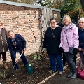 Image representing Peace Rose Planted at Ayscoughfee to Commemorate WW1 Centenary