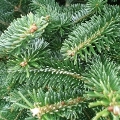 Image representing South Holland District Council Offer Christmas Tree Recycling Service